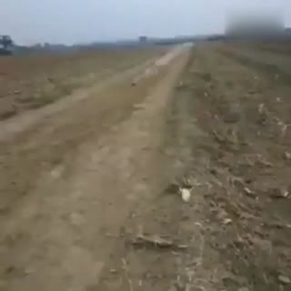 卧槽 这兔子的速度超神了！！！