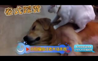 喵星人的泰式按摩
