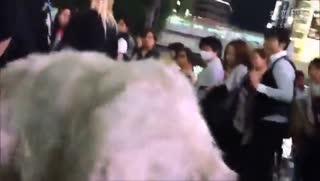  溜宠物的人都散了吧，溜白极熊的来了