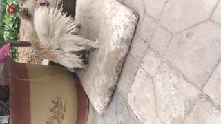 俺家的小白可有爱心了！哈哈