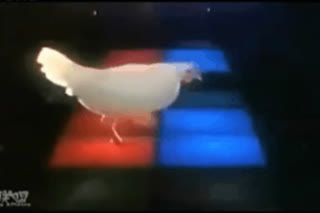 失恋的小鸡怎么了