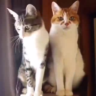 岛国某位网友每次逗猫时，两只反应完全不一样，今天终于知道什么叫高冷了