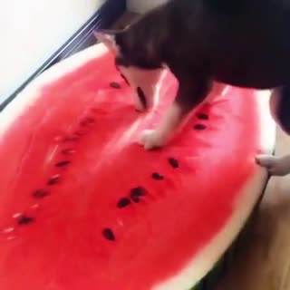 二哈