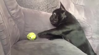 失败的狗生~