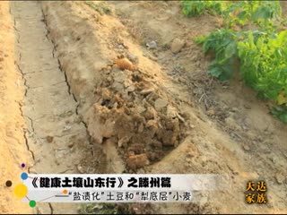 健康土壤山东行之滕州篇盐渍化土豆和犁底层小麦