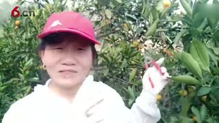 去果园摘橘子了 18.10.18