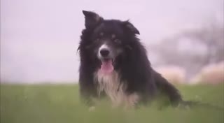 边境牧羊犬精力旺盛、聪明听话