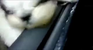 实拍萌萌狗在风中凌乱的样子