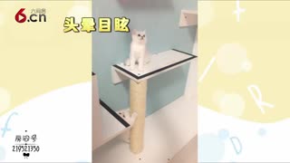 小奶喵与逗猫棒的战争 18.8.1