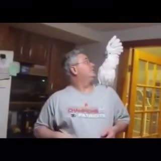 会犟嘴的鹦鹉
