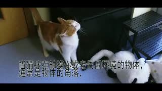 英国猫咪保护机构给猫主人解析猫行为