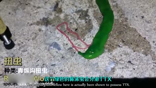 恶心萌的青纵沟扭虫