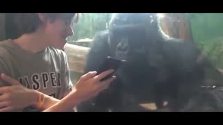 帅哥拿着手机跟大猩猩分享自己手机照片