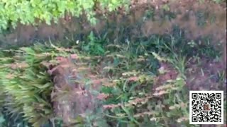 虫子听经文讲道理