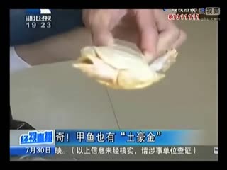 “土豪金”甲鱼
