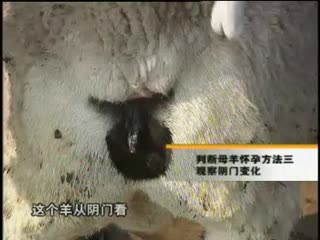 杜泊绵羊-母羊产后护理技术.flv
