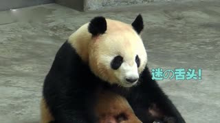 胖达君的减肥大业
