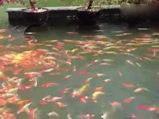 群里有人发红包时
