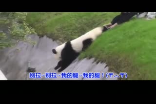 重庆话  王的愤怒