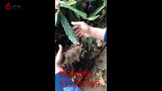 大棚种植的火龙果苗基地现场拍摄