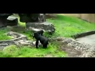 实拍：动物园大猩猩边走边生宝宝全过程