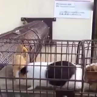 日本有动物园做了个通道 给天竺鼠们游玩