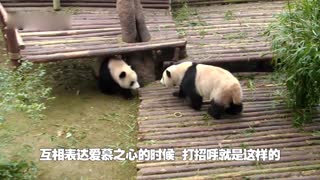可爱的胖达君