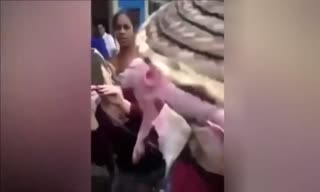 实拍古巴小猪长猴子面孔 身体虚弱面目狰狞