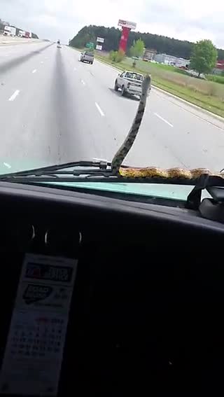 你的挡风玻璃上有条蛇啊喂，还能淡定开车