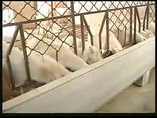 中国肉羊产业-无公害羊肉生产技术.flv