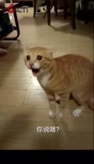 德国队输了，猫粮输光啦