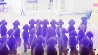狗狗们的演唱会