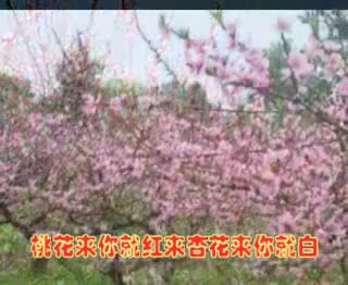 桃花红杏花白[雨音组合]