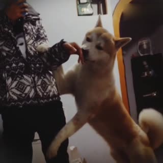 一只好久没吃人肉的狗