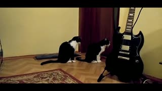 实拍猫咪向同伴道歉！