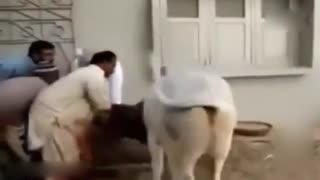 这配音太无敌了 看完笑出腹肌！