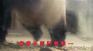这熊猫宝宝一看就是亲生的 配音笑尿了哈哈哈哈！