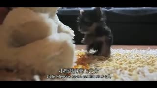 世界上最小的狗狗