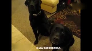 厨房的饼干到底是谁偷吃的