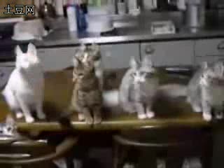 全能超级猫 - 视频 - 在线观看 - 土豆网