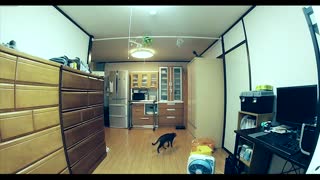 会极限跳跃的喵星人.mp4