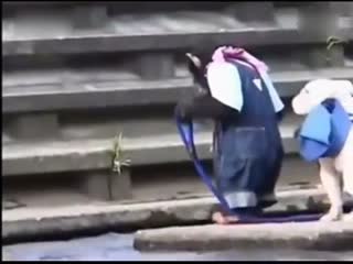 猩猩带汪星人过河，小汪，你快点儿走！