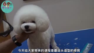 泰迪蘑菇头修剪，泰迪蘑菇头造型，摩登宠物美容视频.