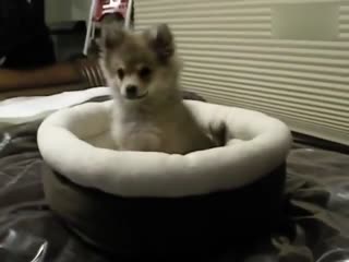 萌犬听到狼叫的反应