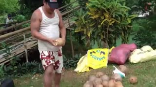 菲律宾男子用牙齿剥椰壳 仅需数秒成传奇