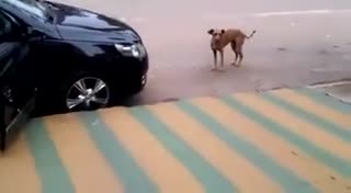 节奏感超强，跟着音乐跳起舞来的狗狗