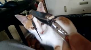 猫猫：我的内心是崩溃的