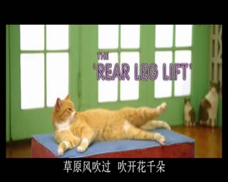喵星人健身操：我不想要跳舞版草原风吹过