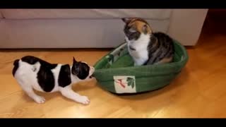汪星人试图收回他的床 猫咪却无动于衷