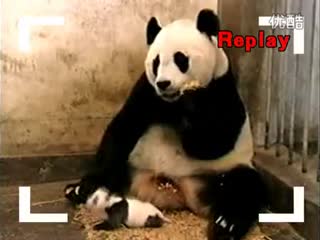 舌尖上的中国第二季加海带、萝卜、老姜、花椒几粒、陈皮、少许盐混炖一锅
